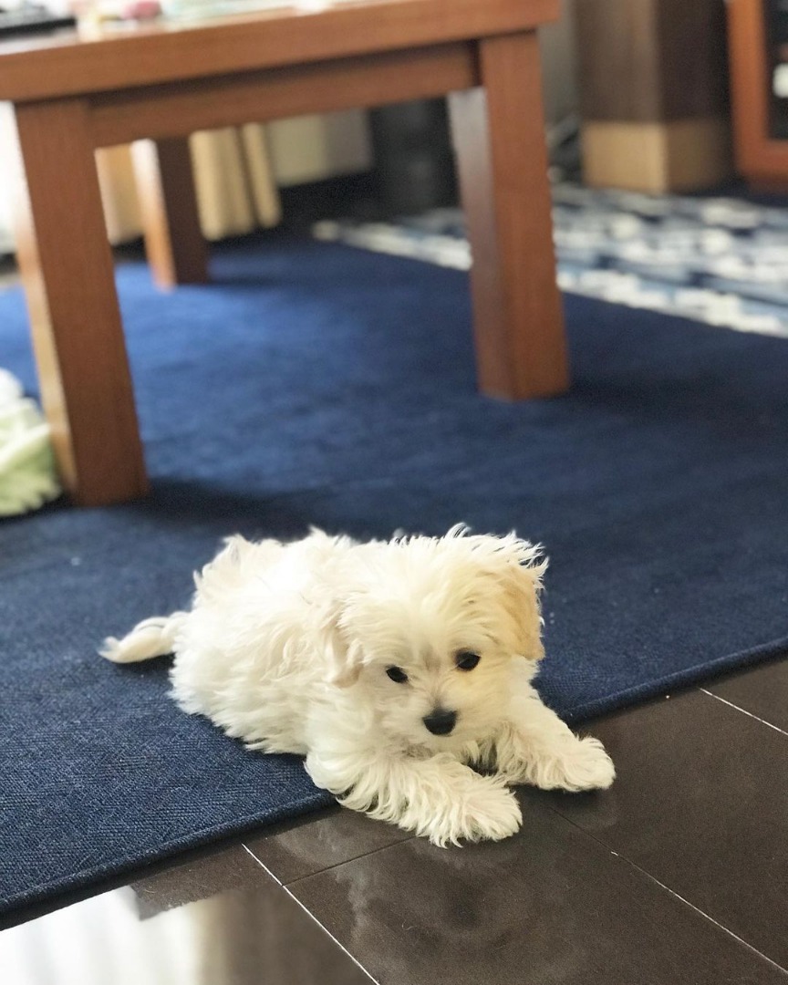 Maltipoo